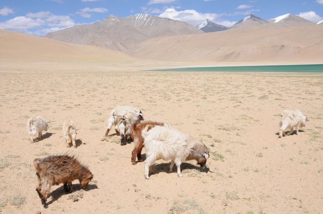 Kaschmir aus dem Himalaya : Pashmina-Ziegen geben ein sehr feines Kaschmir, von dem die beste Qualität Pashmina genannt wird