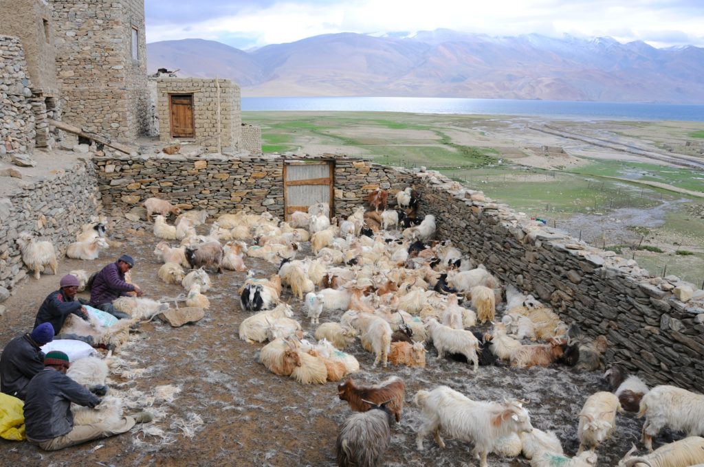 Les bergers nomades Chang-Pa reviennent l'été sur les rives du lac Tso-Moriri à 4500m d'altitude afin de récolter le Pashmina