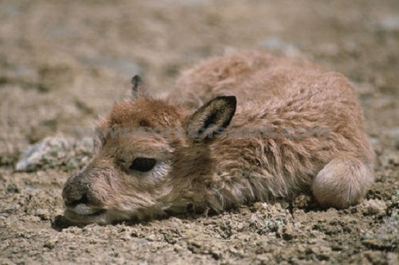 Die tibetische Antilope muss getötet werden, um die Daunen zu bergen