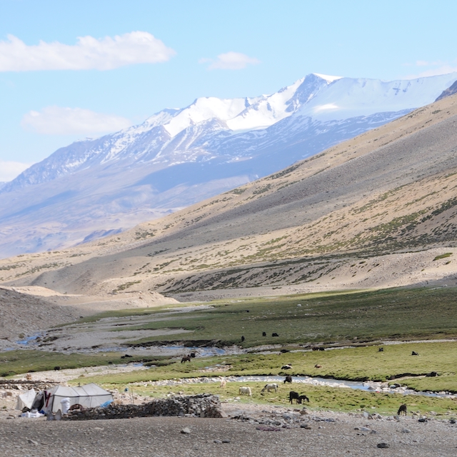 Le Pashmina de l'Himalaya est le vrai cachemire éthique éco-responsable
