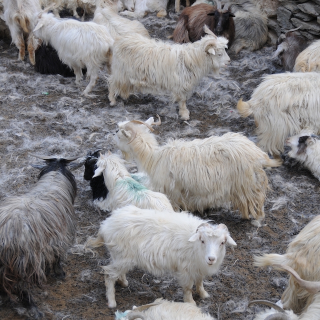 Les chèvres pashmina changra sont chouchoutées en petits troupeaux