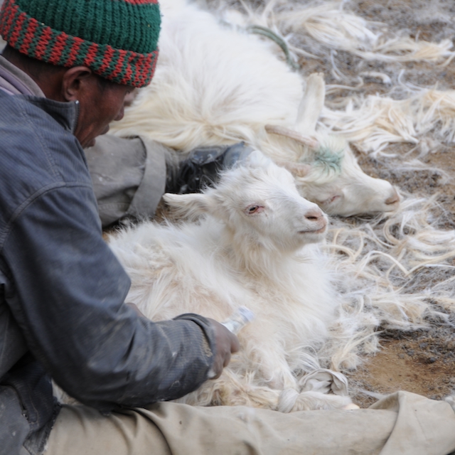 Berger ChangPa peignant une chèvre Pashmina dans le Changtang