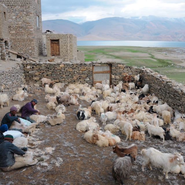 Récolte du Pashmina du Ladakh, le seul vrai cachemire éthique